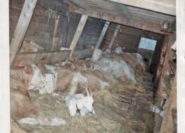 007 - arbeitsplatz im stall-fotor